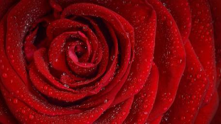 Vibrant Red Rose with Dewy Waterdrops wallpaper