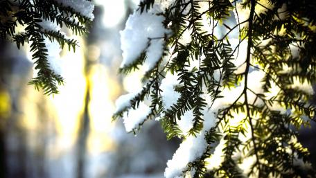 Winter Serenity Amidst Snowy Branches wallpaper
