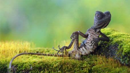Chilling Lizard Enjoys a Lazy Day wallpaper