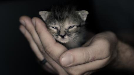 Gentle Embrace of a Tiny Kitten wallpaper