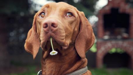 Charming Dog with Flower Petal in Mouth wallpaper