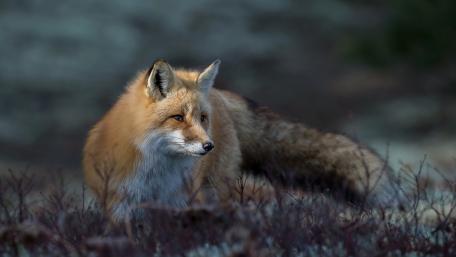 Majestic Red Fox in Its Natural Habitat wallpaper