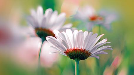 Delicate Daisies in Soft Focus wallpaper
