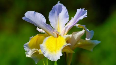 Elegant Iris Blooms in Lush Green Background wallpaper