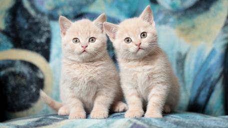 Adorable Kittens Sitting Together wallpaper