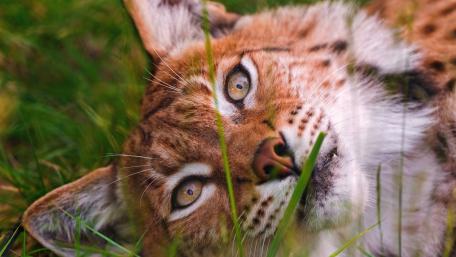 Majestic Lynx Relaxing in Nature's Embrace wallpaper