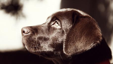 Loyal Companion in Profile wallpaper