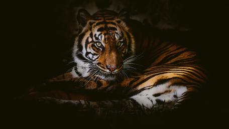 Majestic Tiger in Shadows wallpaper