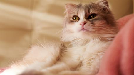 Cute Persian Cat Relaxing in Soft Light wallpaper