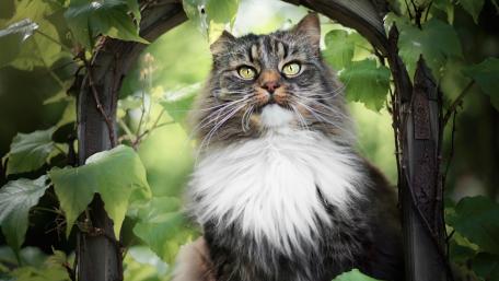 Majestic Cat Surrounded by Nature wallpaper