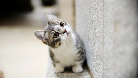 Curious Kitten Exploring Its Surroundings wallpaper