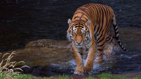 Majestic Tiger in Motion Amidst Nature's Beauty wallpaper