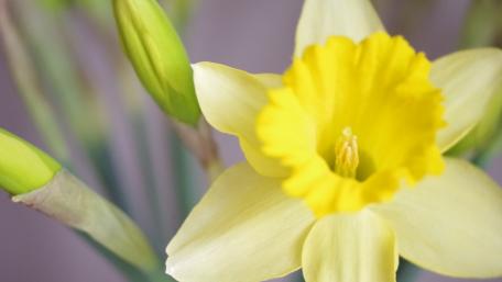 Golden Daffodil Close-Up Wallpaper wallpaper
