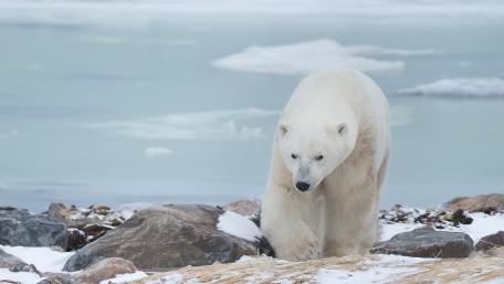 Majestic Polar Bear in Its Natural Habitat wallpaper