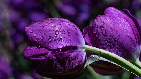 Purple Tulips Adorned with Water Drops wallpaper