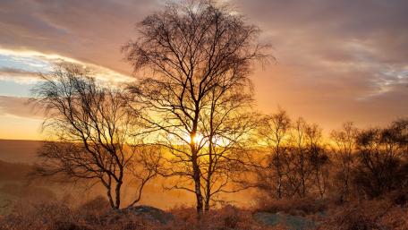 Golden Sunrise Over Silhouetted Trees wallpaper