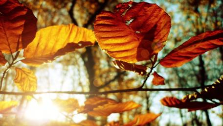 Golden Autumn Leaves in Sunlight wallpaper