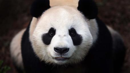 Cute Panda Looking Up in Nature's Embrace wallpaper