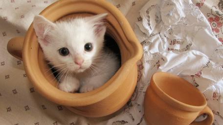 Adorable White Kitten in a Clay Pot wallpaper