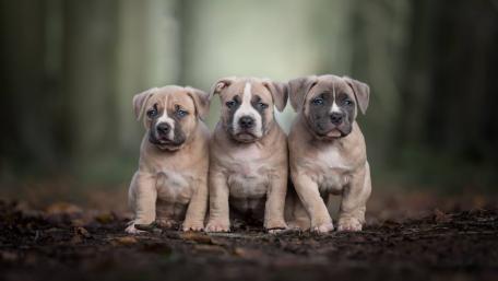 Adorable Puppies in a Forest Setting wallpaper