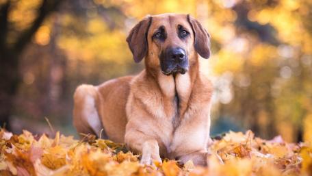 Autumn Companion Dog Amidst Golden Leaves wallpaper