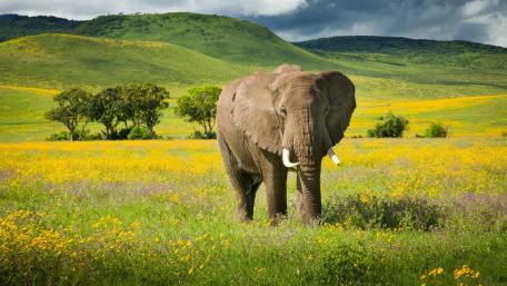 Majestic Elephant in Vibrant Wildflower Meadow wallpaper