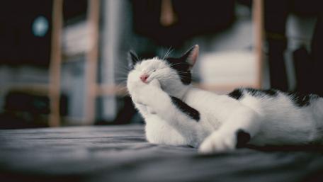 Charming Cat Relaxing on a Cozy Surface wallpaper