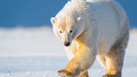 Majestic Polar Bear on the Icefield wallpaper