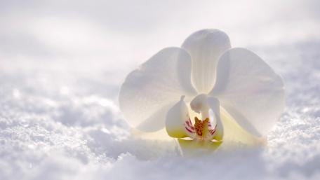 Delicate Orchid in a Winter Landscape wallpaper