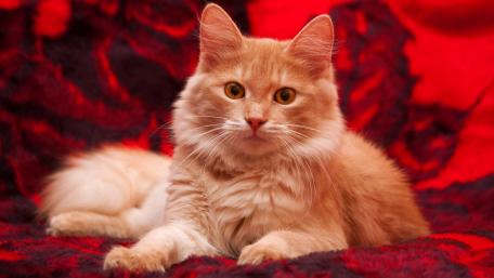 Furry Ginger Cat on Red Background wallpaper