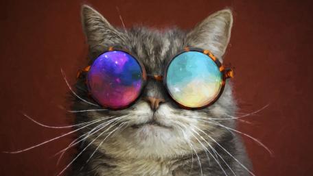 Cool Cat in Stylish Shades wallpaper