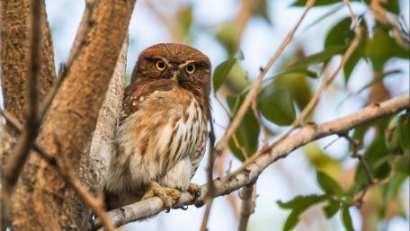 Majestic Owl Perched in Nature's Embrace wallpaper