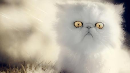 Majestic Persian Cat with Striking Eyes wallpaper