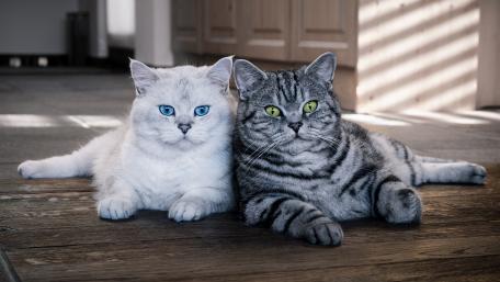 Adorable Cats Enjoying Each Other's Company wallpaper