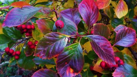 Vibrant Autumn Leaves and Berries Scene wallpaper