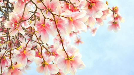 Delicate Pink Blossoms Under a Blue Sky wallpaper