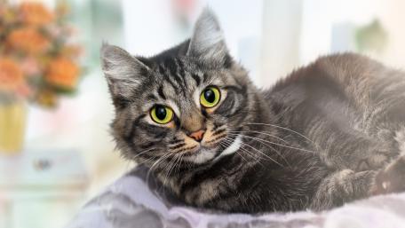 Charming Tabby Cat Relaxing in Cozy Setting wallpaper