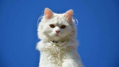 Majestic White Cat Against Clear Sky wallpaper