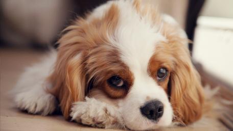 Adorable Cavalier King Charles Spaniel Relaxing on the Floor wallpaper