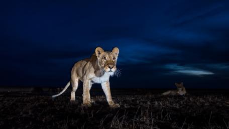 Majestic Lioness Under the Night Sky wallpaper