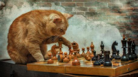 Whiskered Strategist Engaged in Chess Match wallpaper