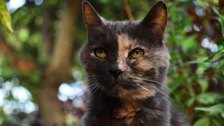 Majestic Feline Portrait Among Nature’s Beauty wallpaper
