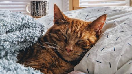 Cozy Cat Napping on Soft Bedding wallpaper