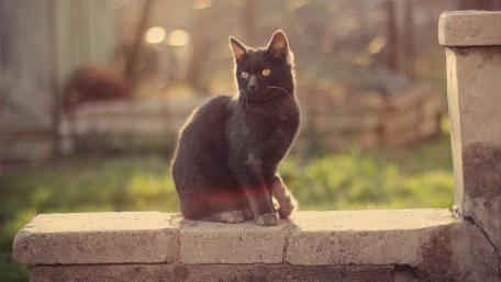 Elegant Black Cat in Natural Light wallpaper