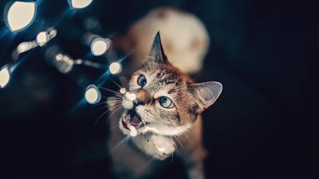 Curious Cat Under Twinkling Lights wallpaper