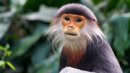 Majestic Monkey Portrait in Nature wallpaper