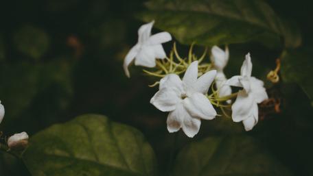 Elegant White Blossoms Against Dark Green Foliage wallpaper