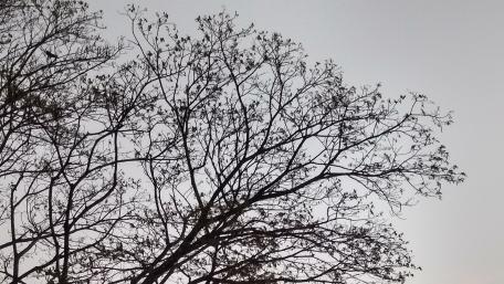 tree wallpaper