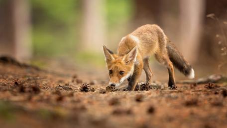 Elegant Fox Exploring Nature's Secrets wallpaper