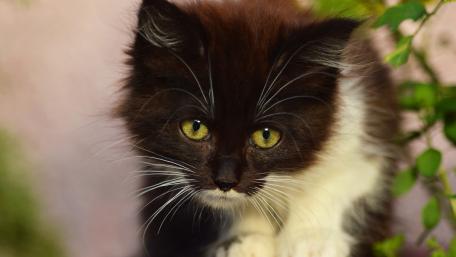 Adorable Fluffy Kitten with Striking Eyes wallpaper